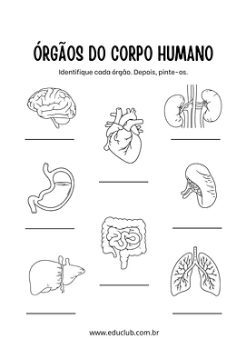 Atividade sobre os órgãos do corpo humano para anos iniciais do Fundamental para 1º Ano, 2º Ano de Ciências - Material edu...